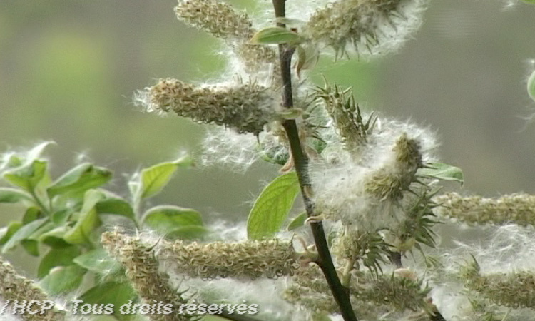 Dissémination des semences - Frêne, Bouleau, Saule